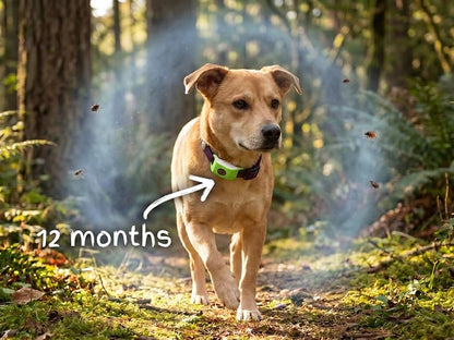 🐕12 شهرًا خالية من البراغيث والقراد⏰