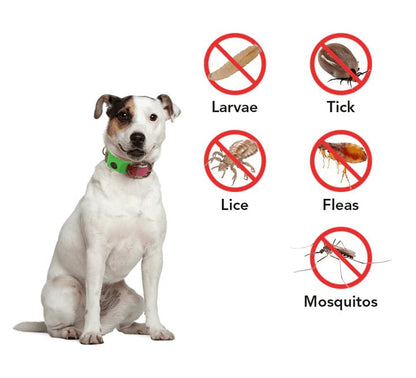 🐕12 شهرًا خالية من البراغيث والقراد⏰